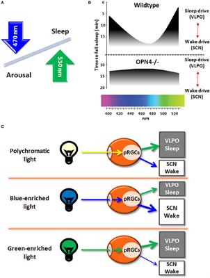 Commentary: Melanopsin Regulates Both Sleep-Promoting and Arousal-Promoting Responses to Light
